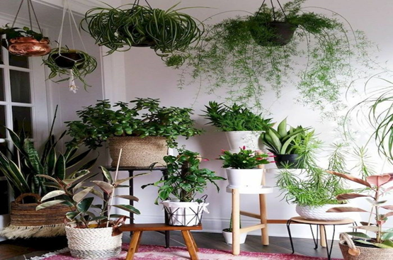 زیبا ترین روش چیدمان گل و گیاه آپارتمانی در خانه